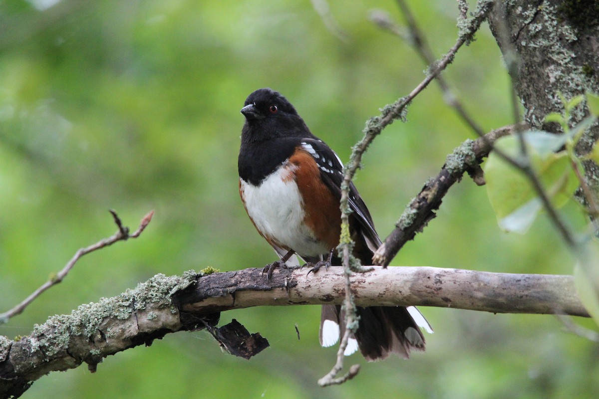 Fleckengrundammer - ML630130223