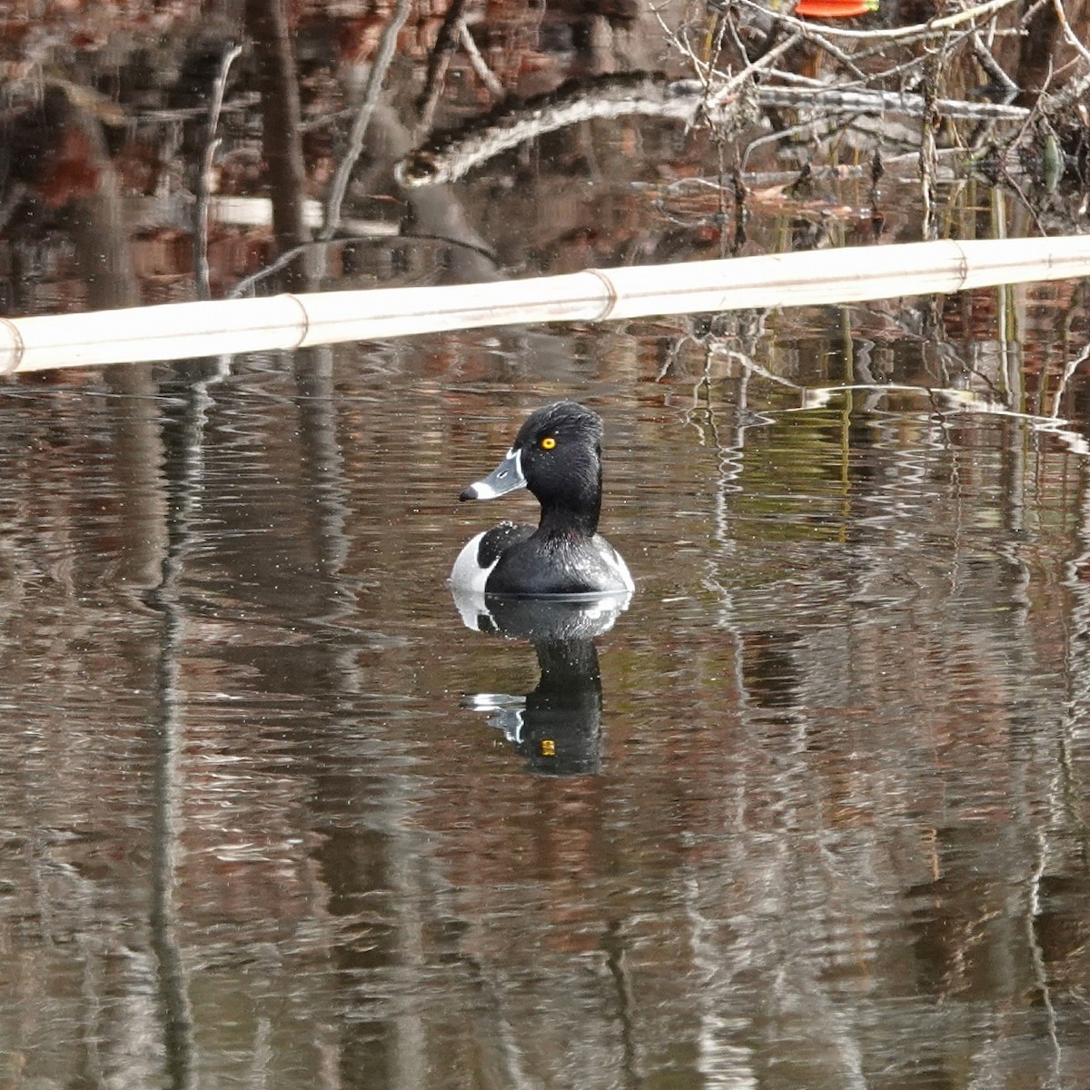 Ring-necked Duck - ML630130226