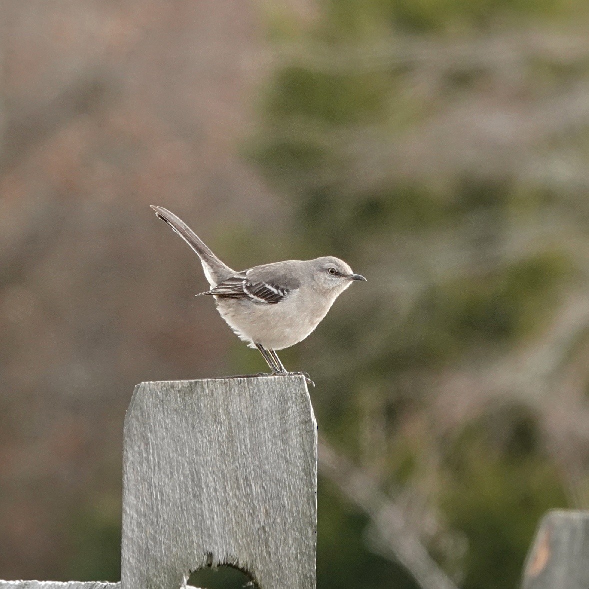 Northern Mockingbird - ML630130237