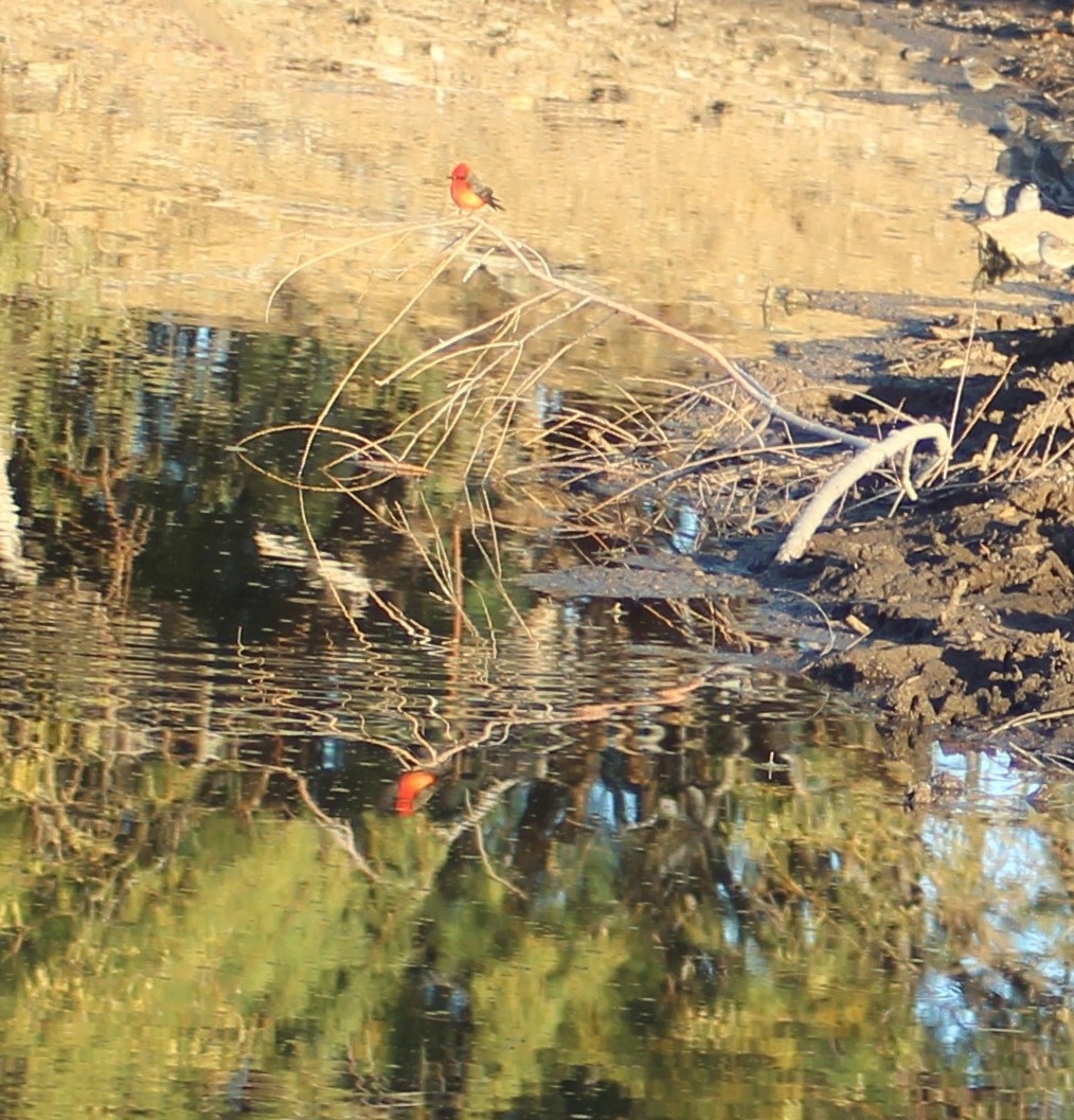 Vermilion Flycatcher - ML630130364
