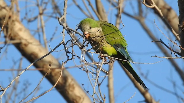 Monk Parakeet - ML630130383