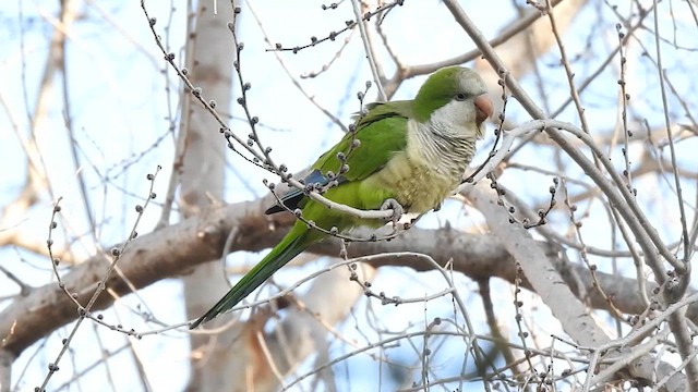 Monk Parakeet - ML630130384