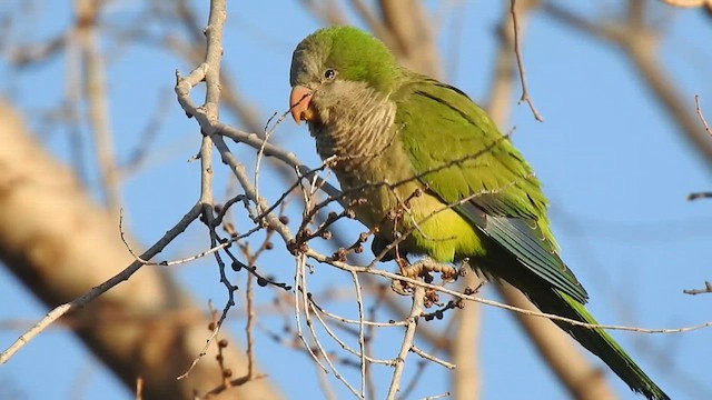 Monk Parakeet - ML630130386