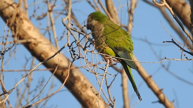 Monk Parakeet - ML630130387