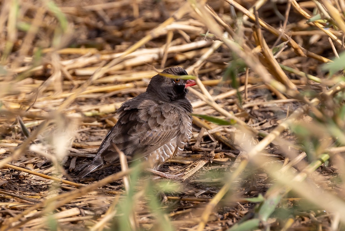 Quailfinch (Black-faced) - ML630130392