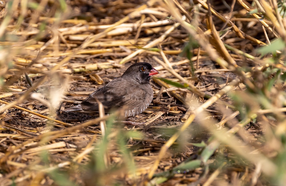 Quailfinch (Black-faced) - ML630130393