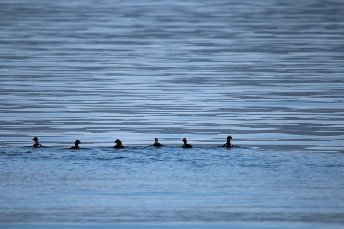 Höckersamtente - ML630130428