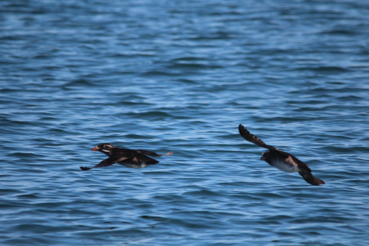 Nashornalk - ML630130430