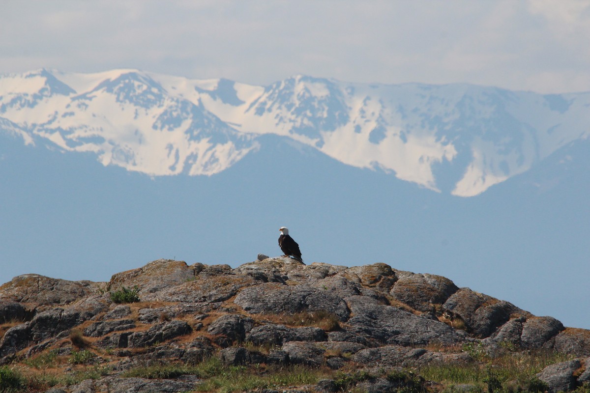 Weißkopf-Seeadler - ML630130431