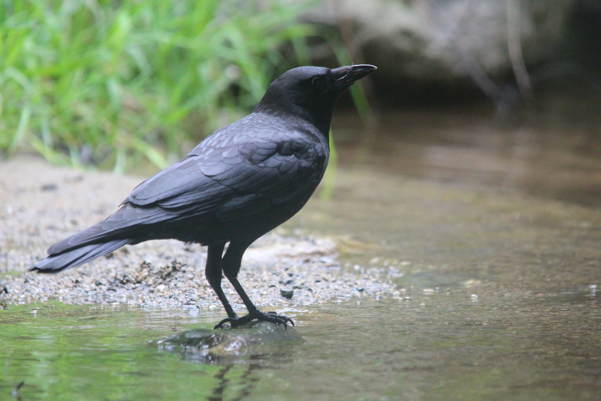 Amerikakrähe - ML630130583