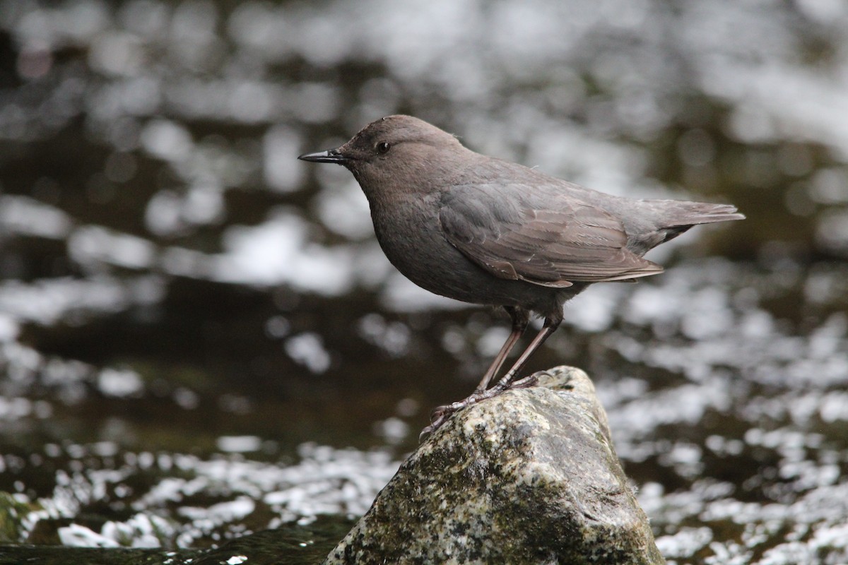 Grauwasseramsel - ML630130598