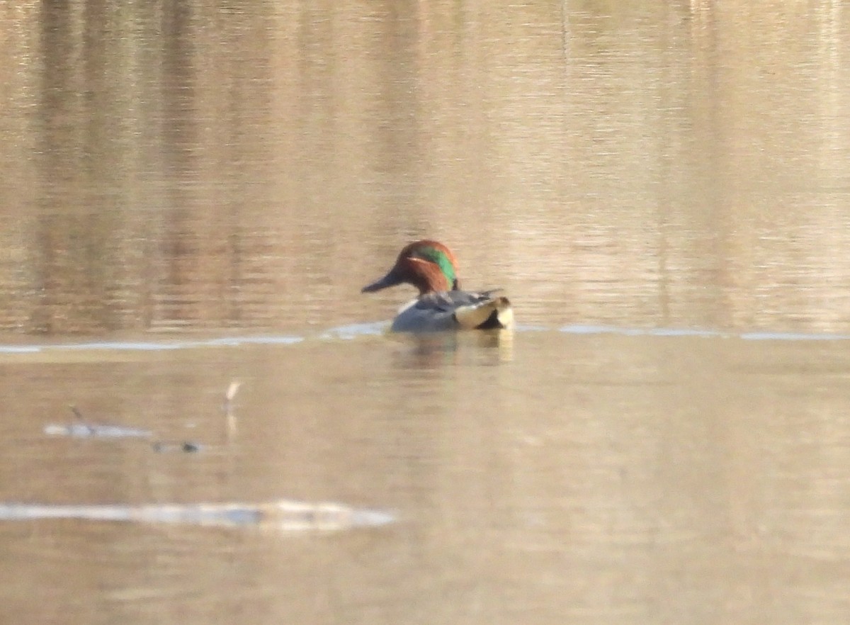 Green-winged Teal - ML630130671