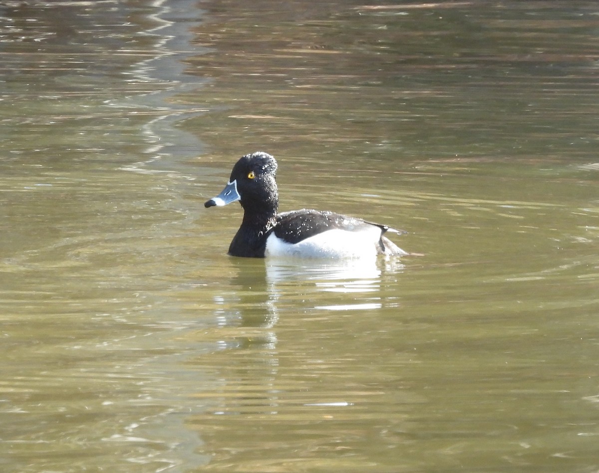 Ring-necked Duck - ML630130694
