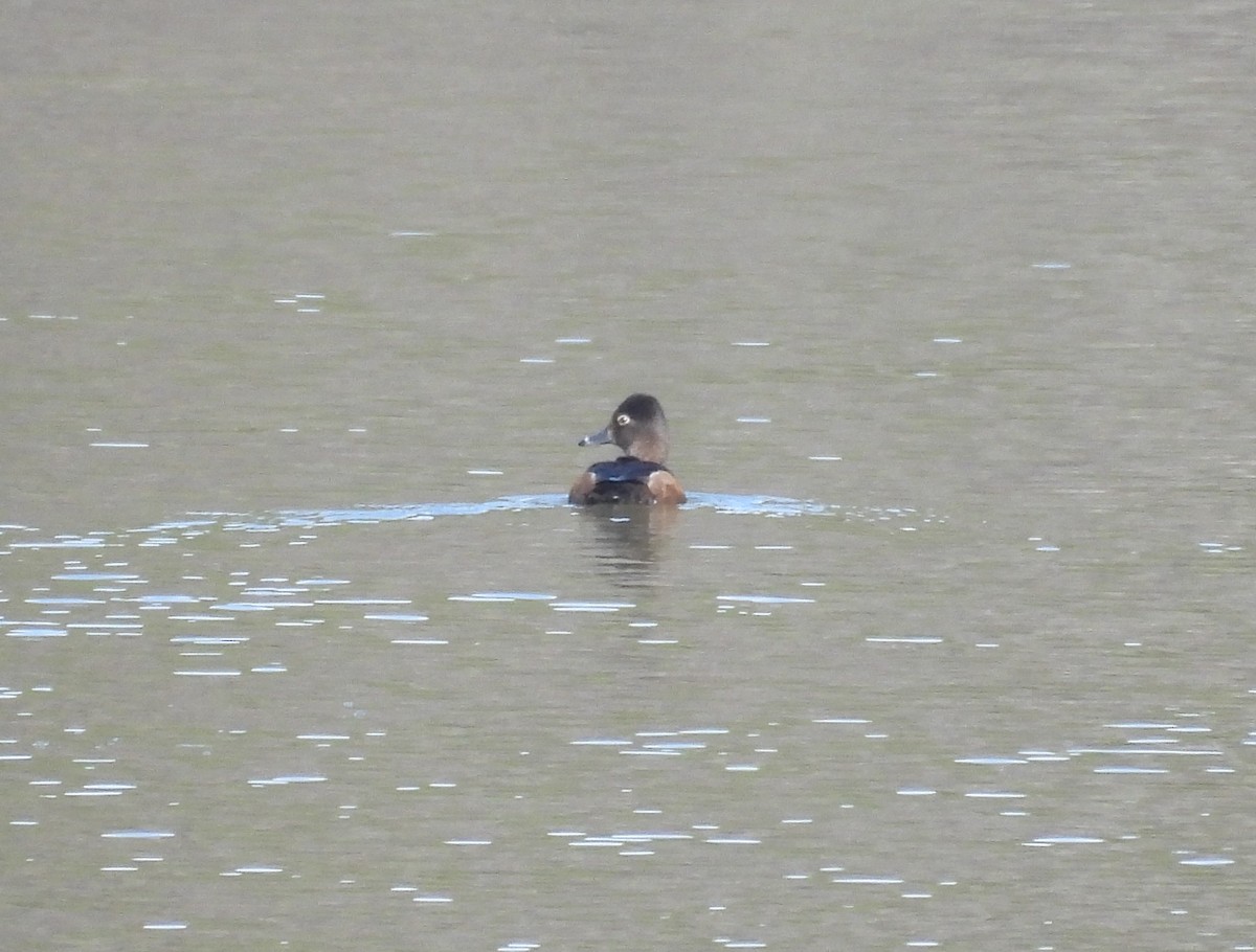 Ring-necked Duck - ML630130695