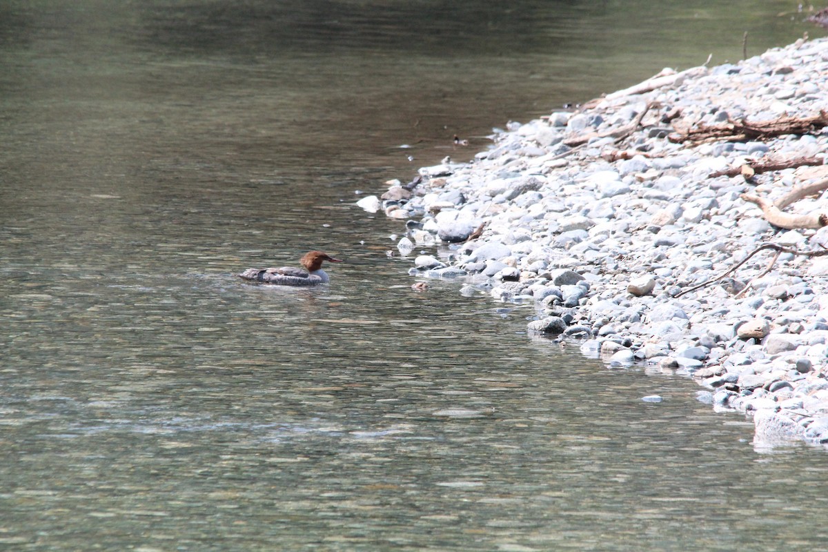 Gänsesäger - ML630131056