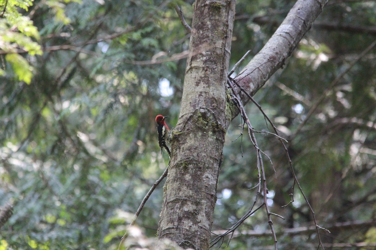 Feuerkopf-Saftlecker - ML630131068