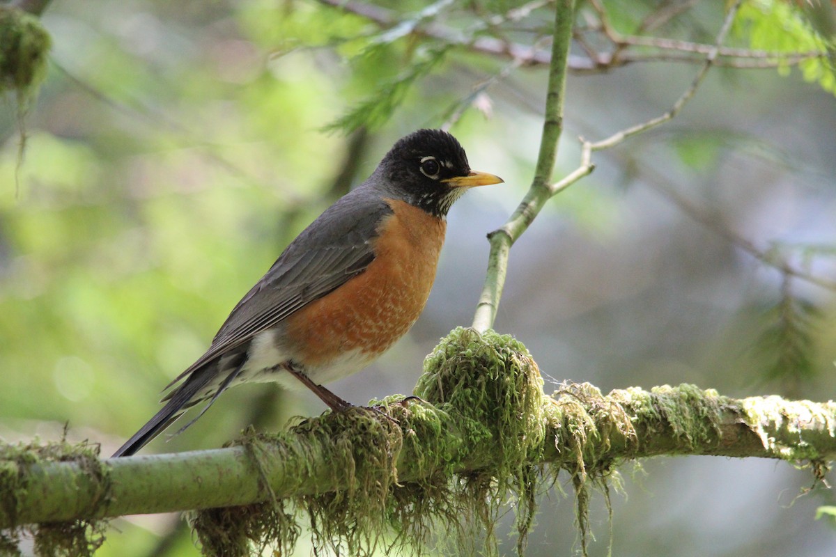 Wanderdrossel - ML630131070