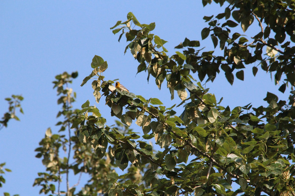 Bullocktrupial - ML630131076