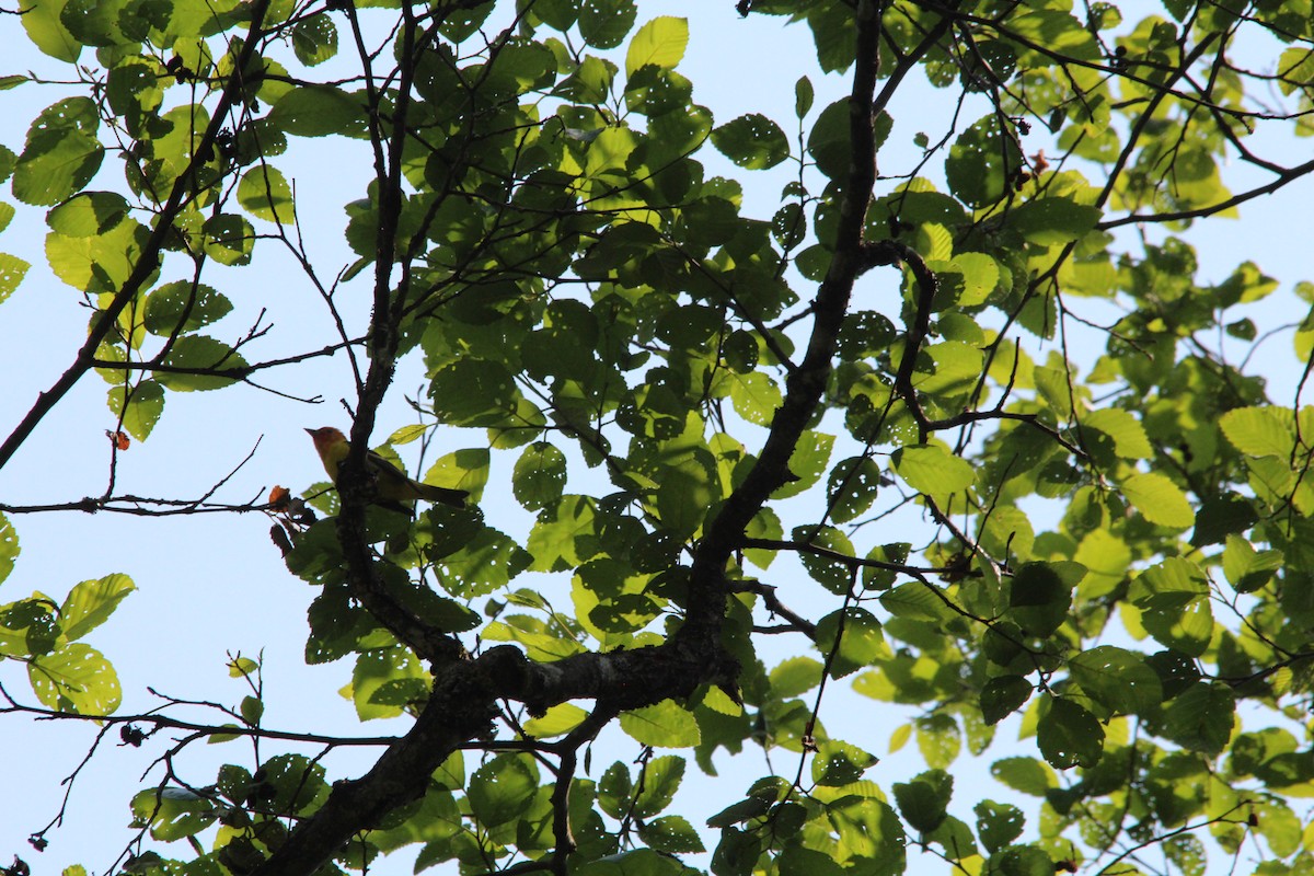 Kiefernkardinal - ML630131083