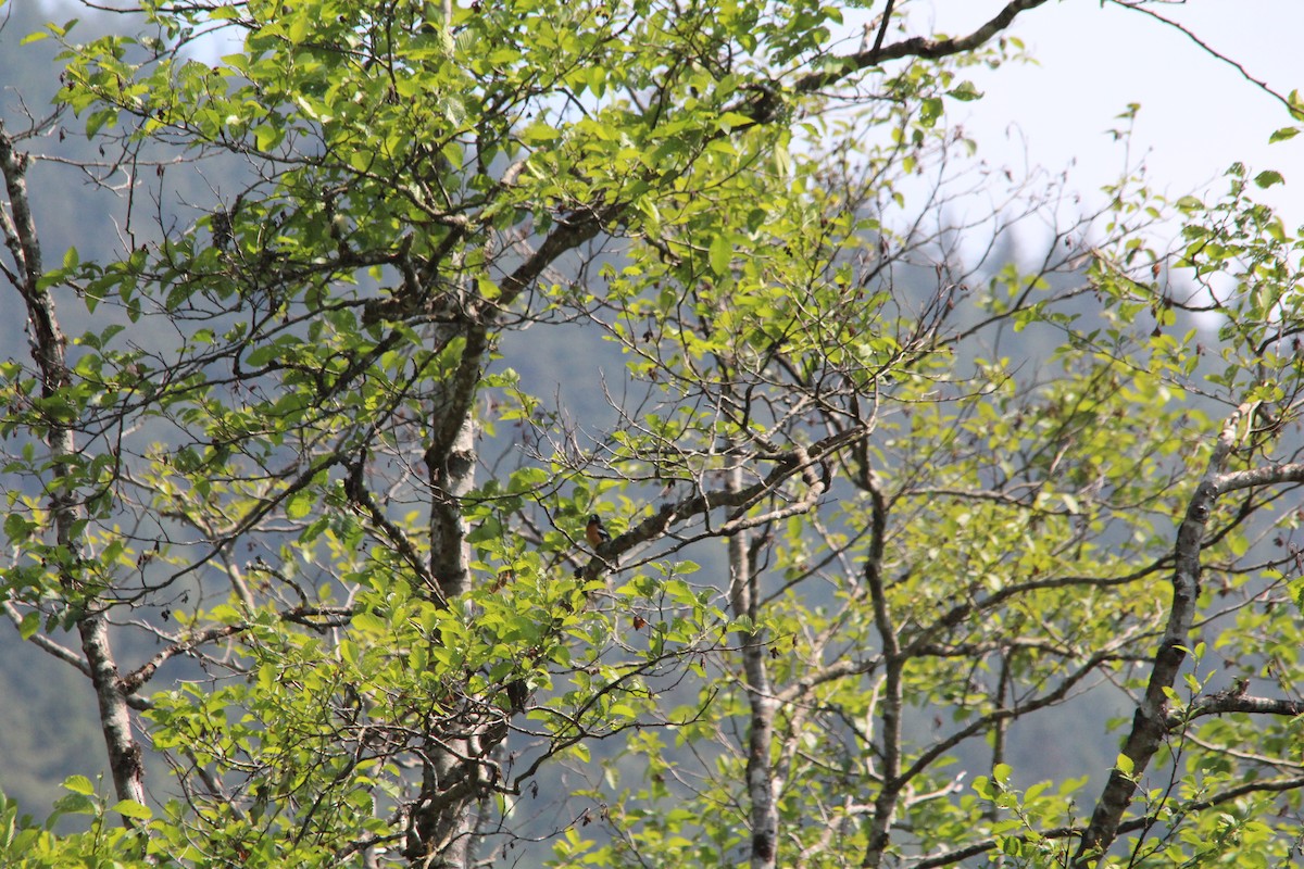 Schwarzkopf-Kernknacker - ML630131086