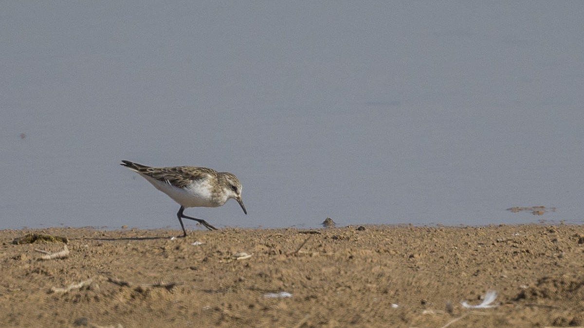 Little Stint - ML630131121