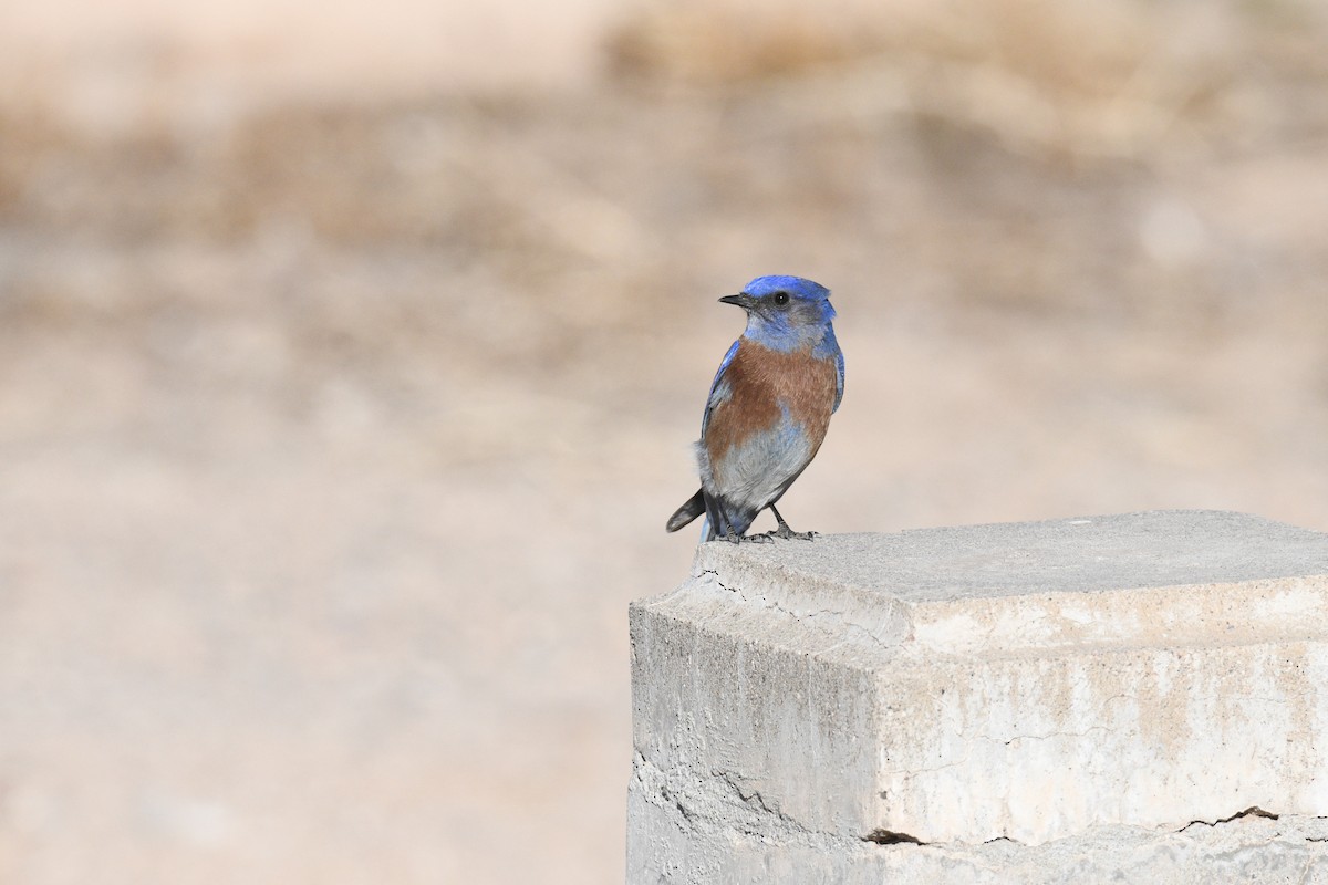 Western Bluebird - ML630131148