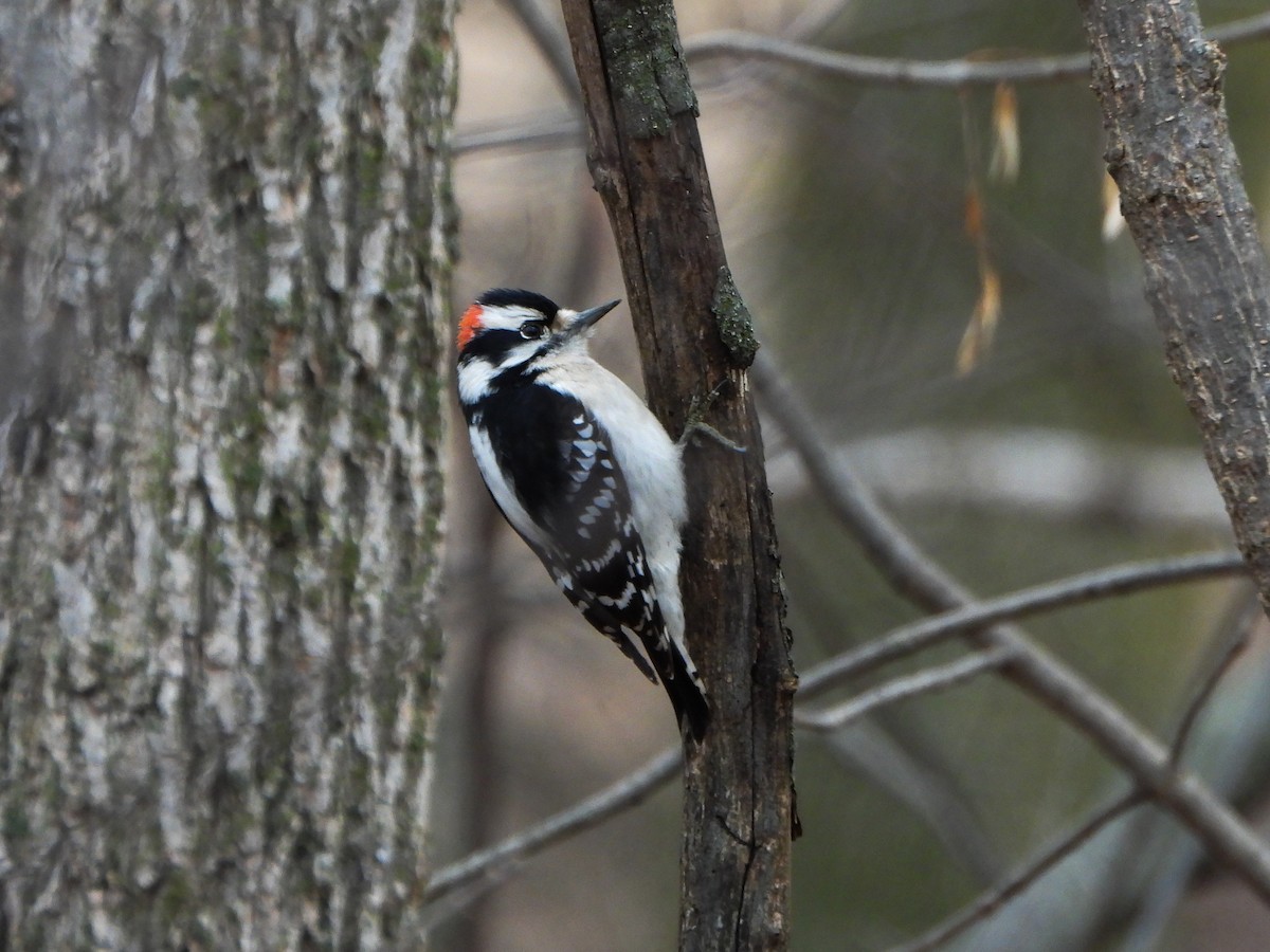 Downy Woodpecker - ML630131160