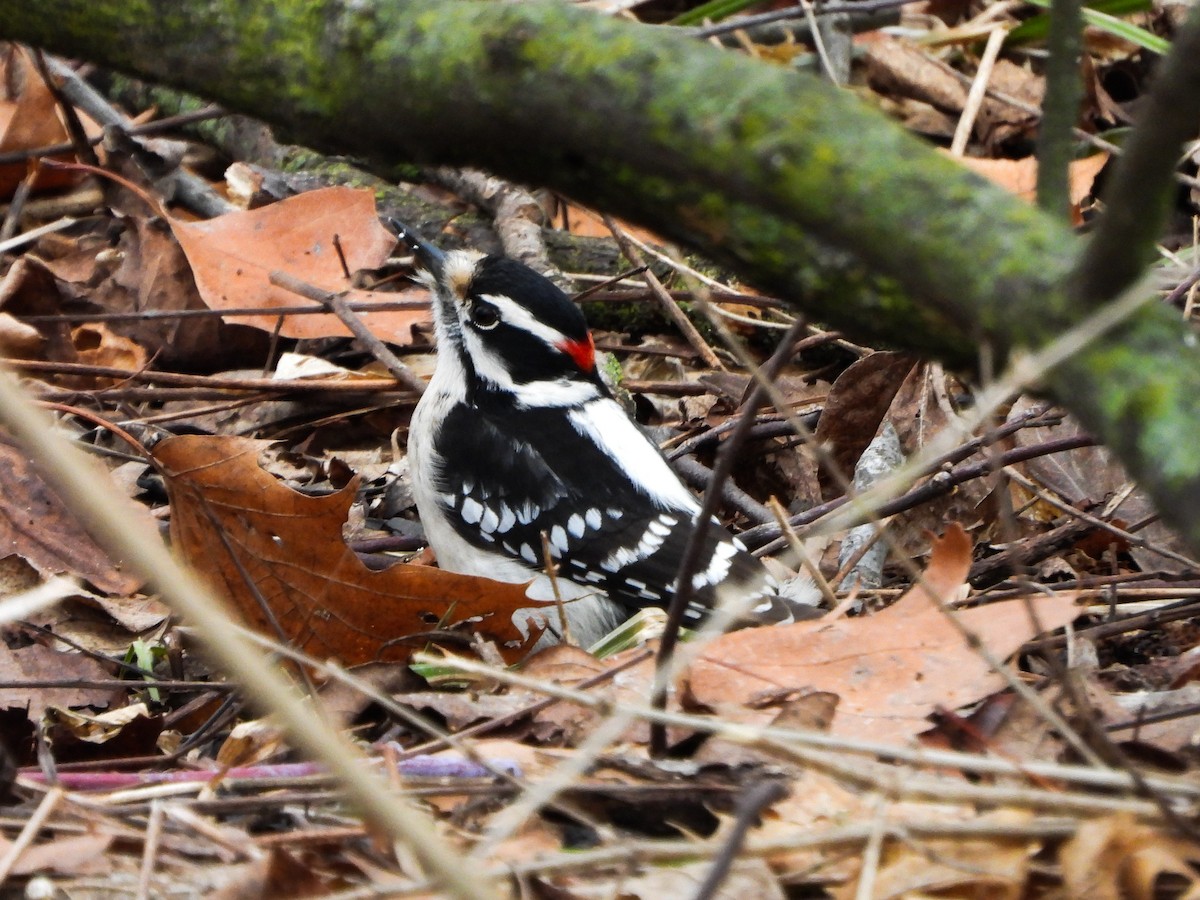Downy Woodpecker - ML630131161