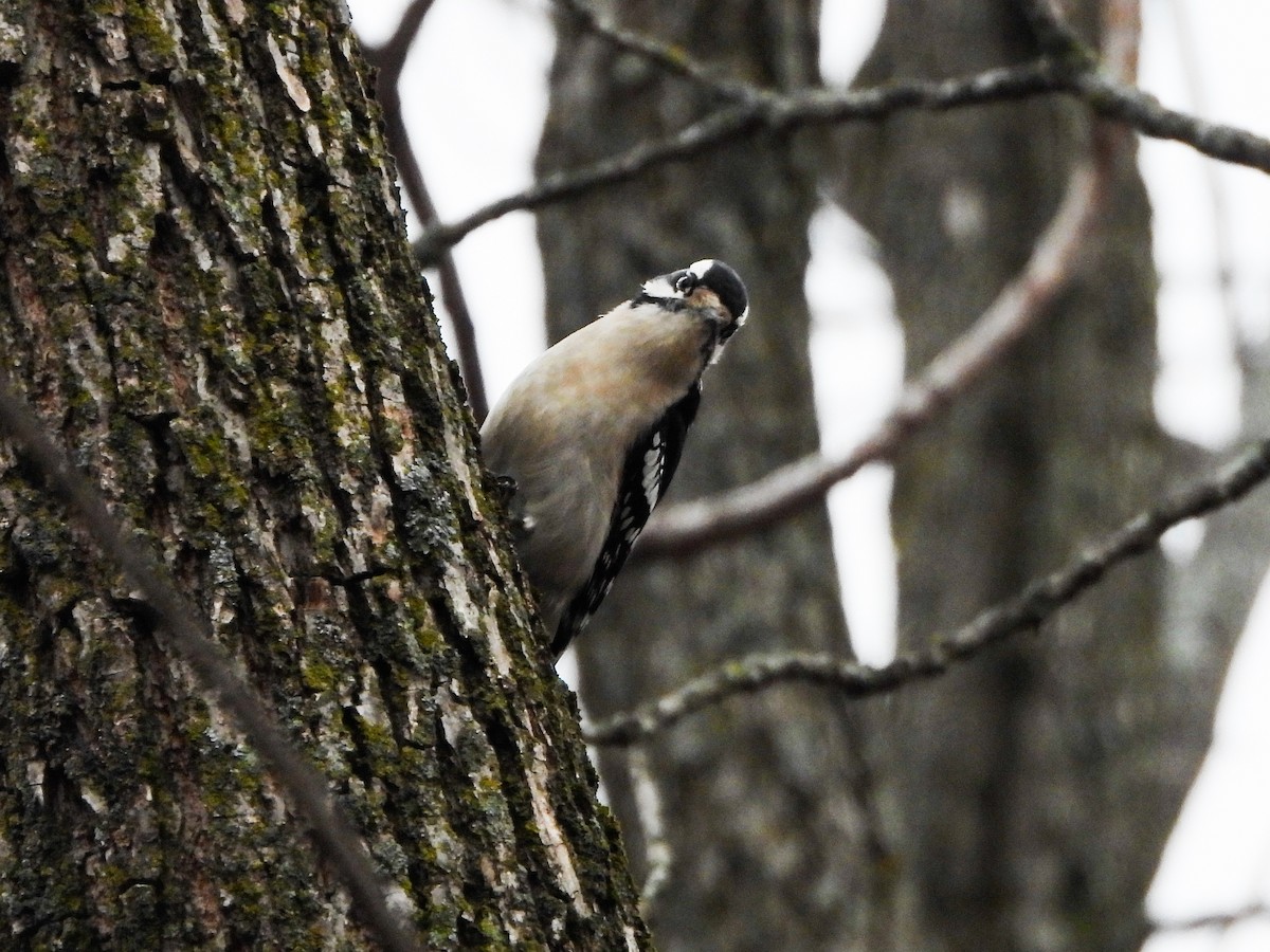 Downy Woodpecker - ML630131162