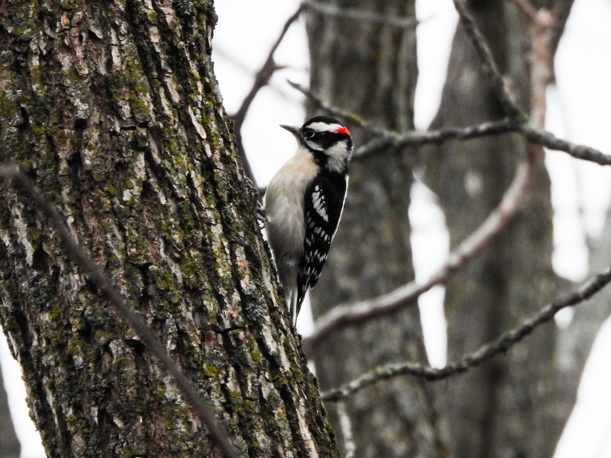 Downy Woodpecker - ML630131164