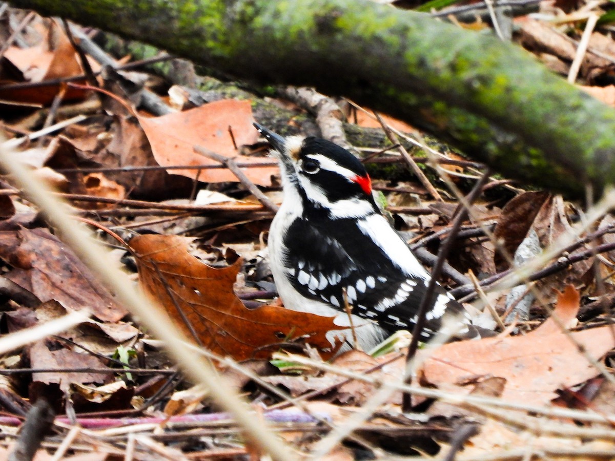 Downy Woodpecker - ML630131168