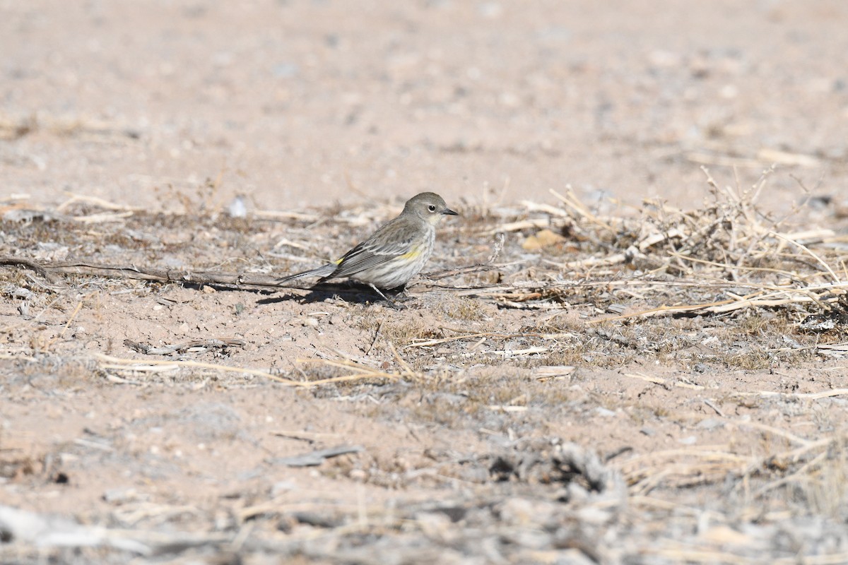 Yellow-rumped Warbler - ML630131176