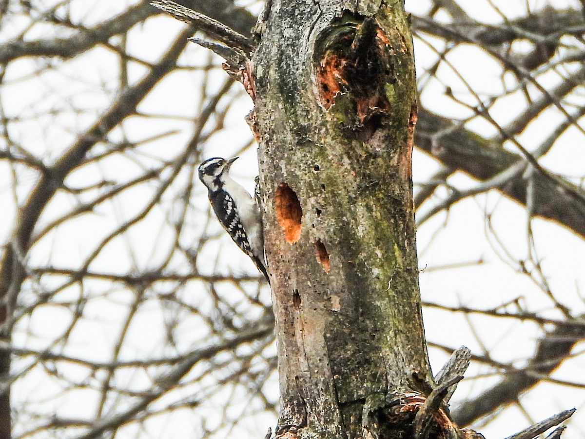 Downy Woodpecker - ML630131202