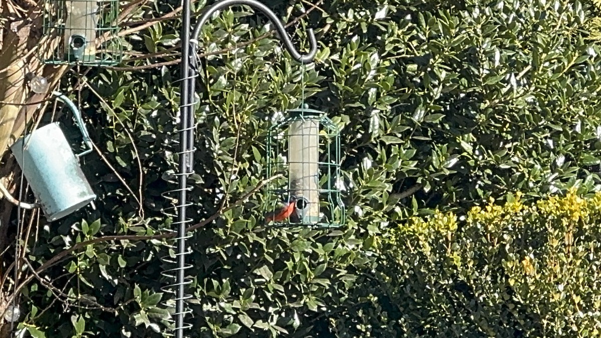 Painted Bunting - ML630131427