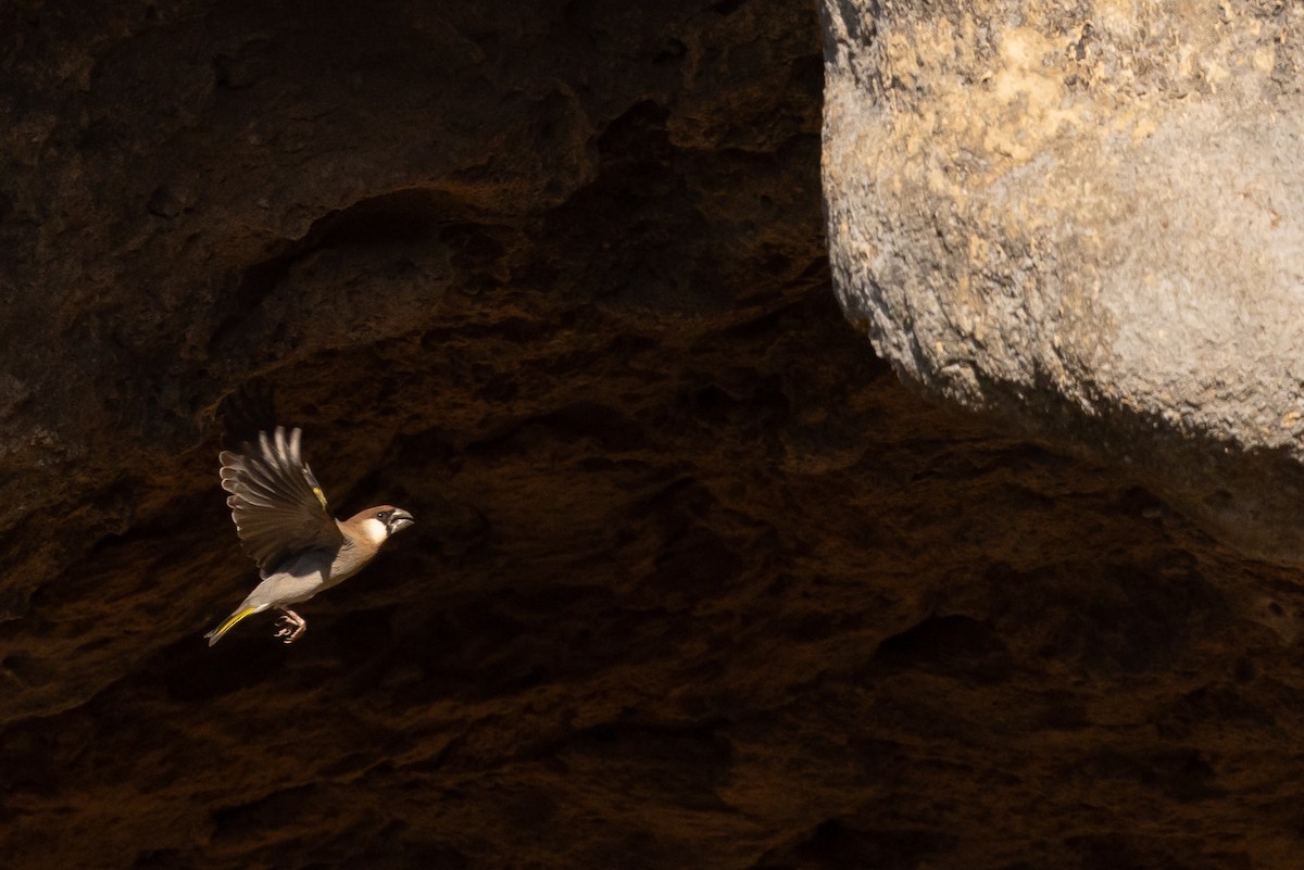 Arabian Grosbeak - ML630131510