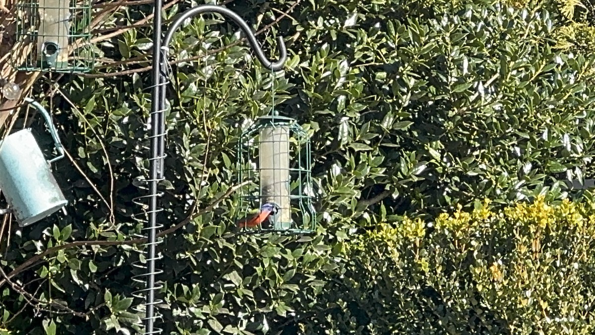 Painted Bunting - ML630131565