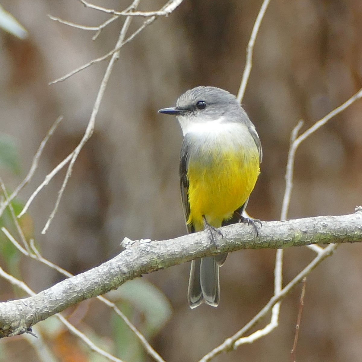 Western Yellow Robin - ML630131610