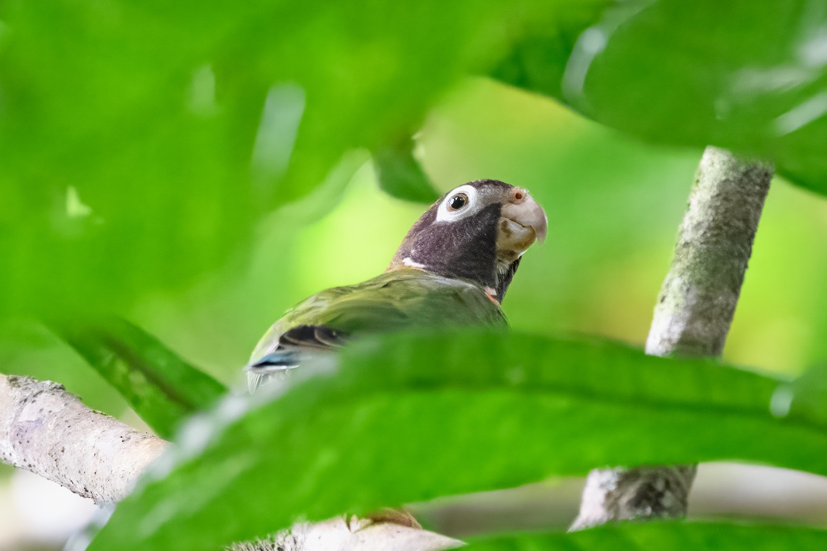 Brown-hooded Parrot - ML630131896