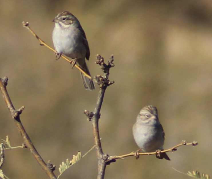 Brewer's Sparrow - ML630132014