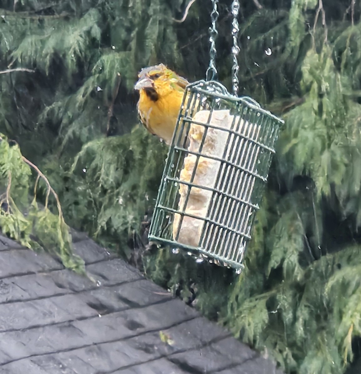 Bullock's Oriole - ML630132058