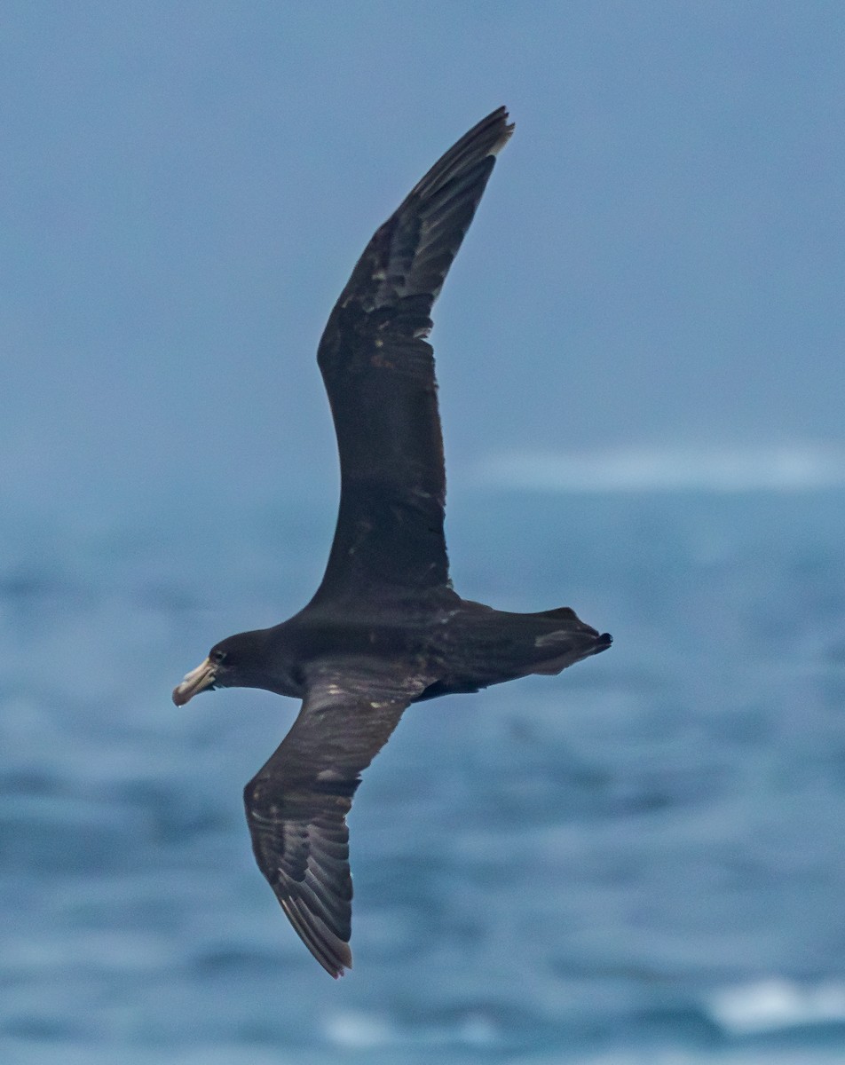 Northern Giant-Petrel - ML630132059