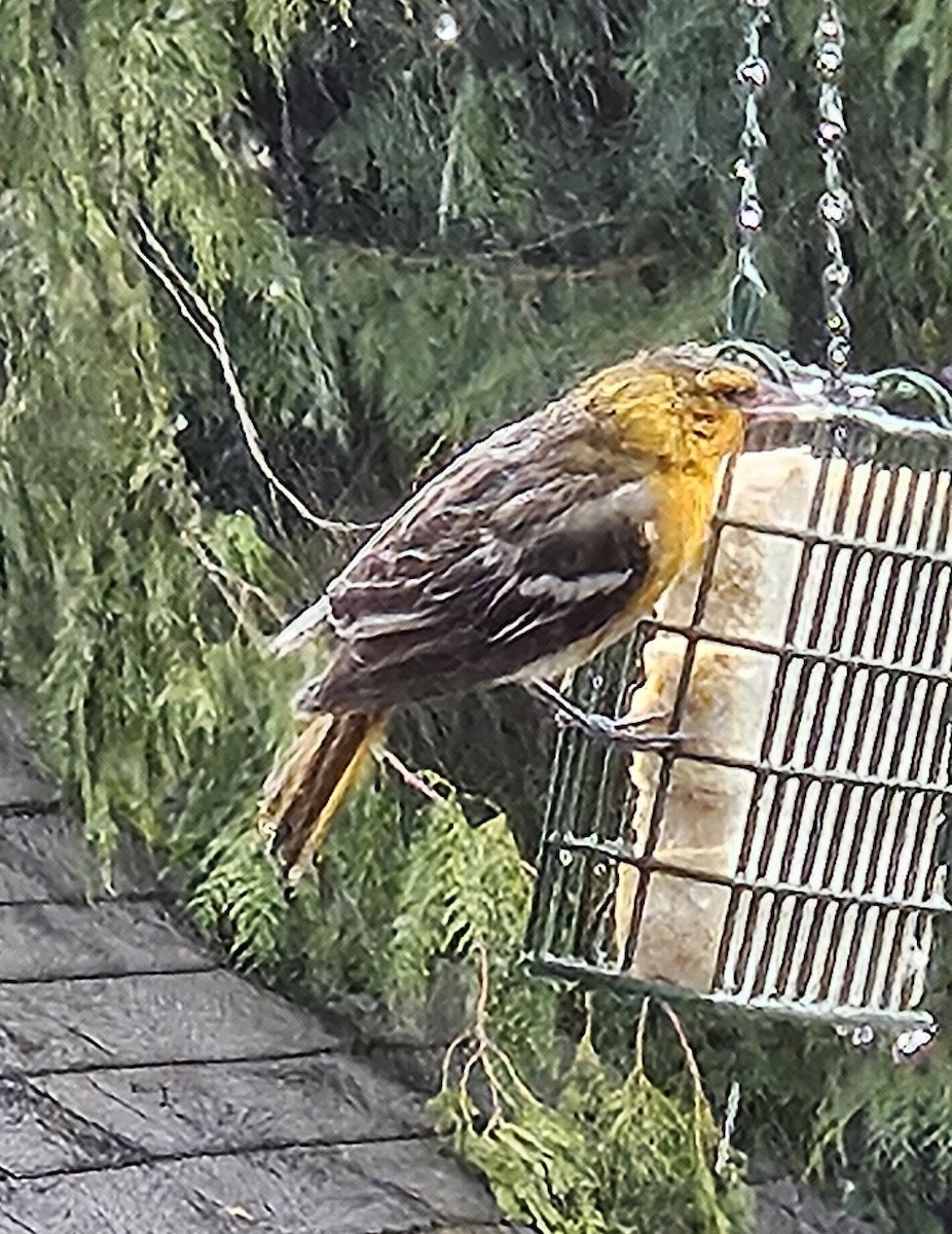 Bullock's Oriole - ML630132064