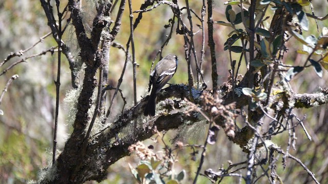 Tyranneau à gorge blanche - ML630132065