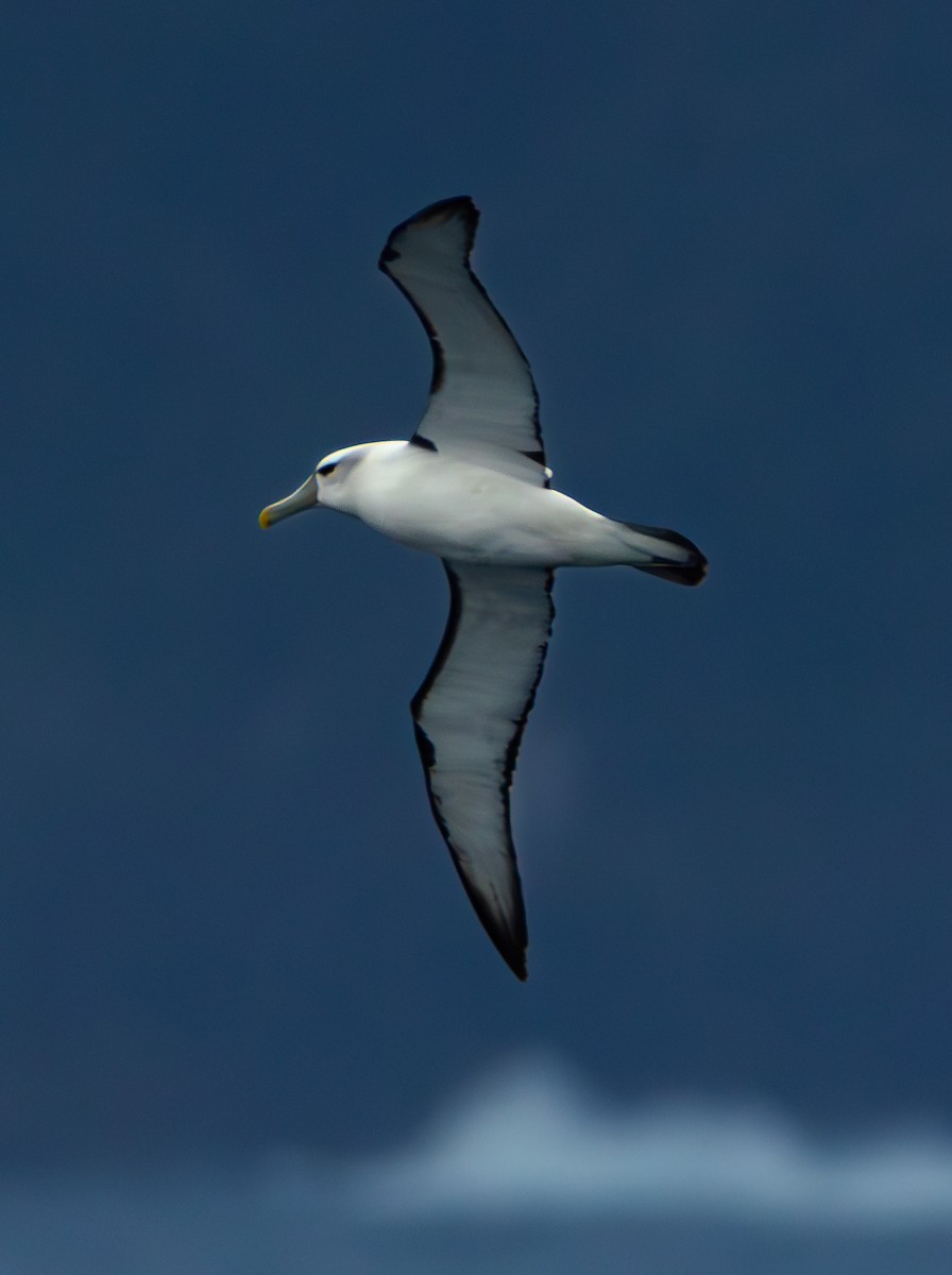 White-capped Albatross - ML630132088