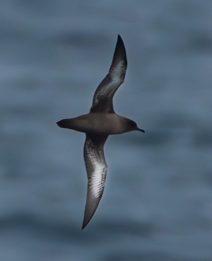 Sooty Shearwater - ML630132103