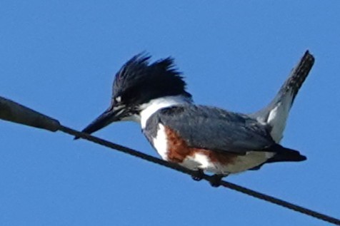 Martin-pêcheur d'Amérique - ML630132210