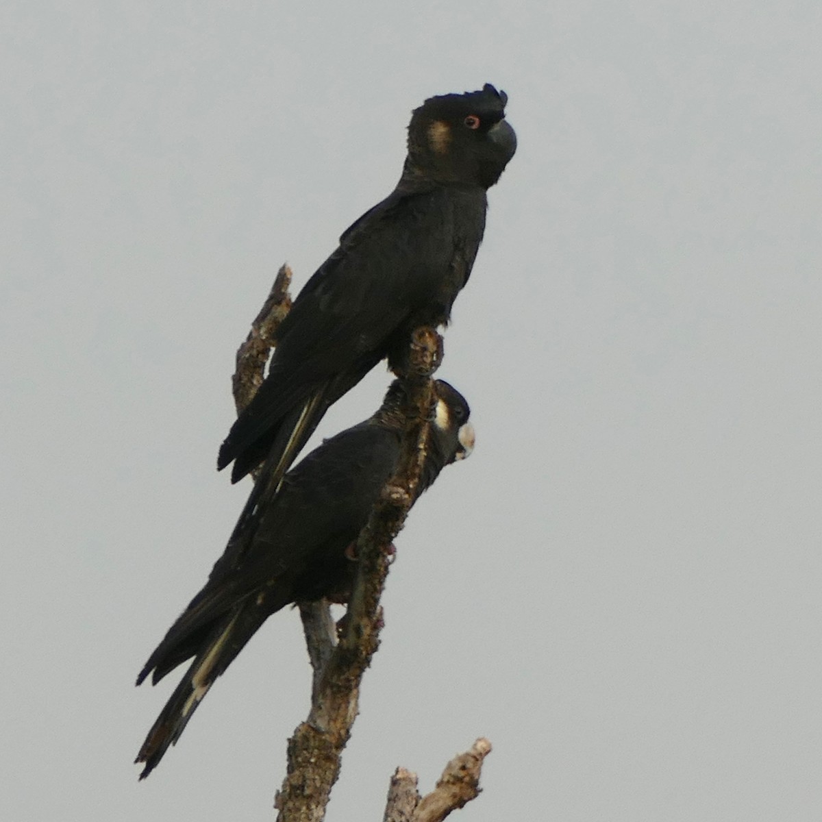 Carnaby's Black-Cockatoo - ML630132609
