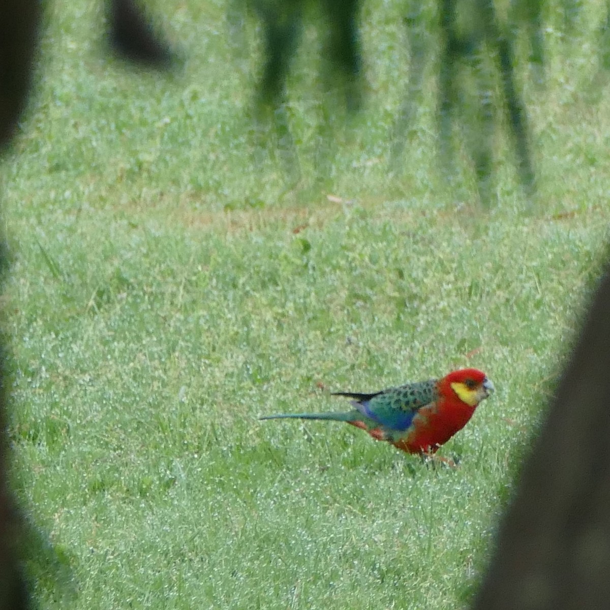 Western Rosella - ML630132665
