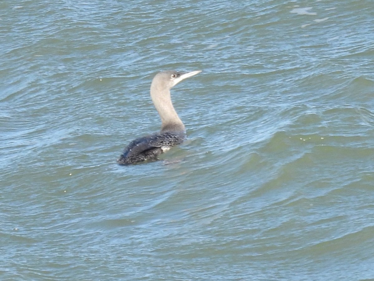 Sterntaucher - ML630132770