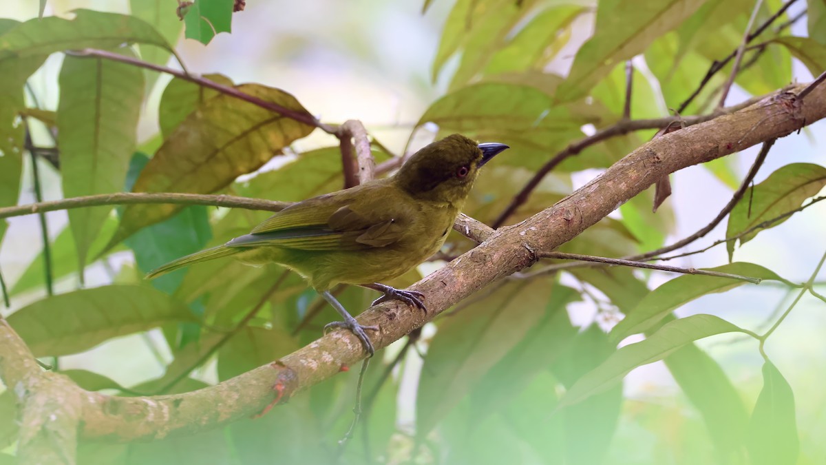 Yellow-lored Tanager - ML630132798